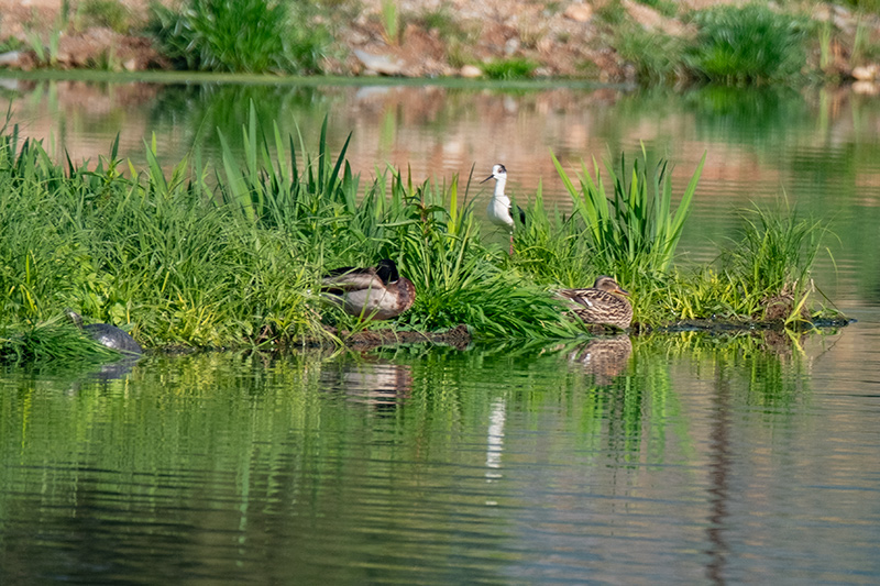 Parc del Falgar