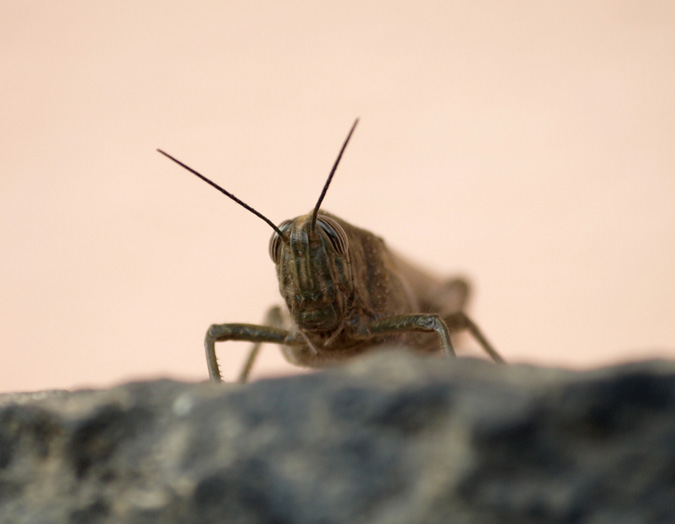 Locusta migratoria migratoria