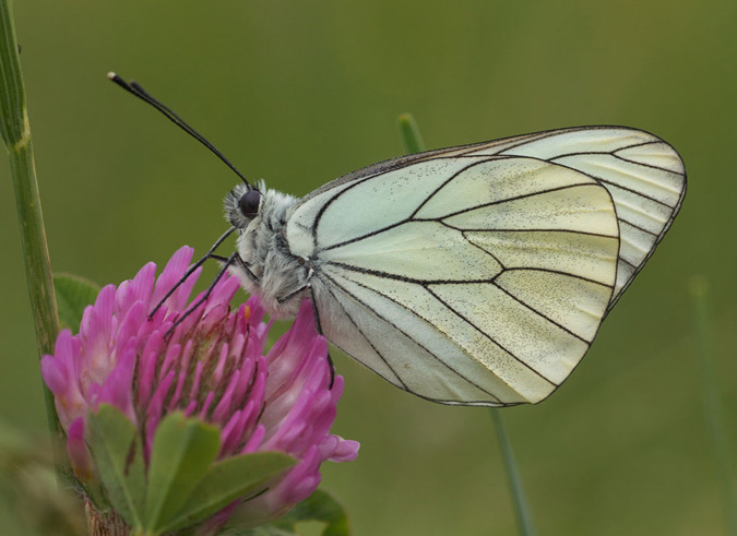 Aporia crataegi