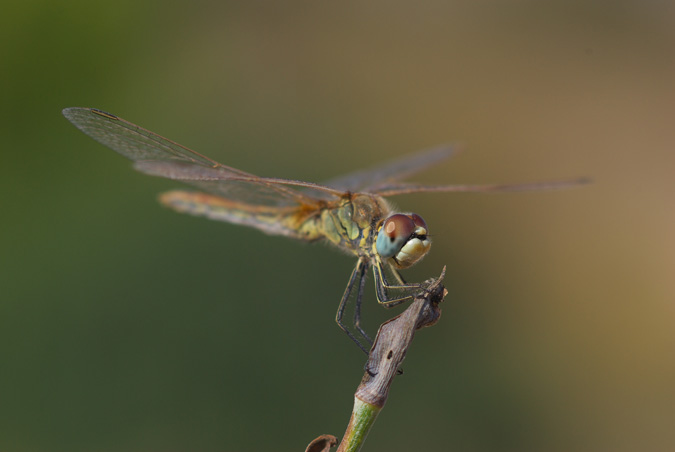 Symetrum fonscolombei