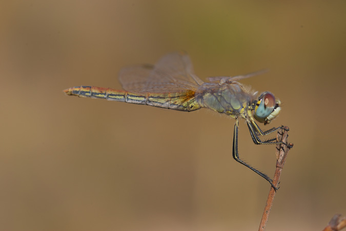 Symetrum fonscolombei