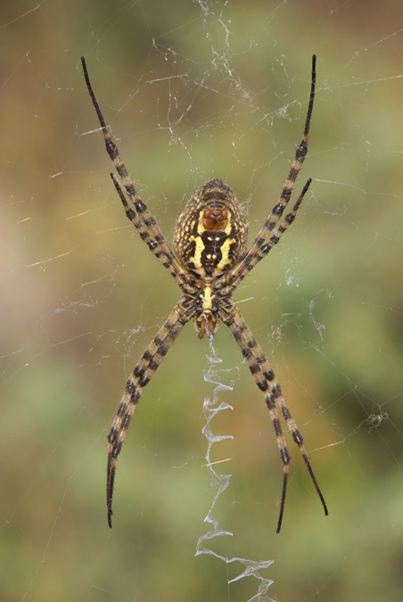 Argiope trifasciata