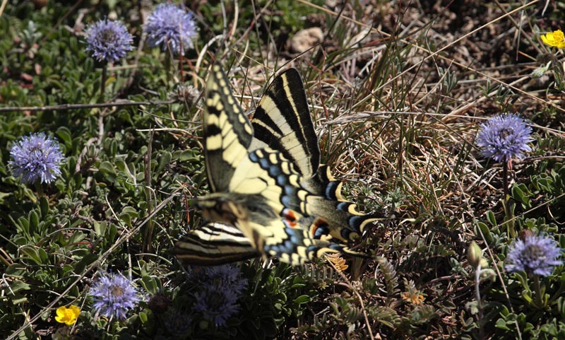 Papallona reina i Papallona zebrada, sobre Lluqueta de roca.