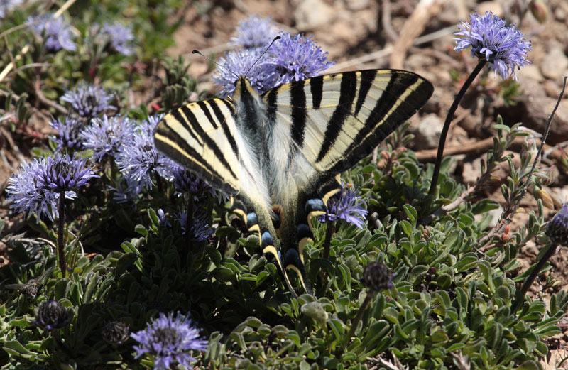 Papallona zebrada, sobre  Lluqueta de roca.