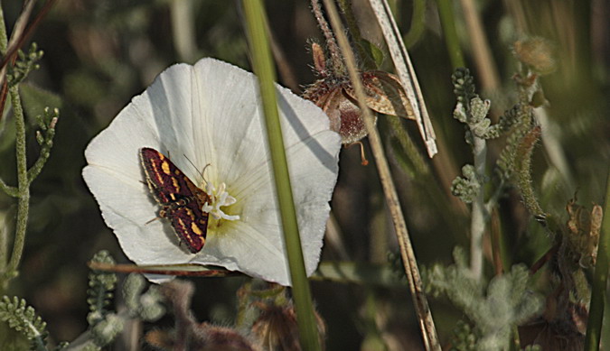 Pyrausta purpuralis