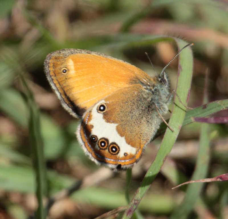 Mascle de (Coenonympha arcania.