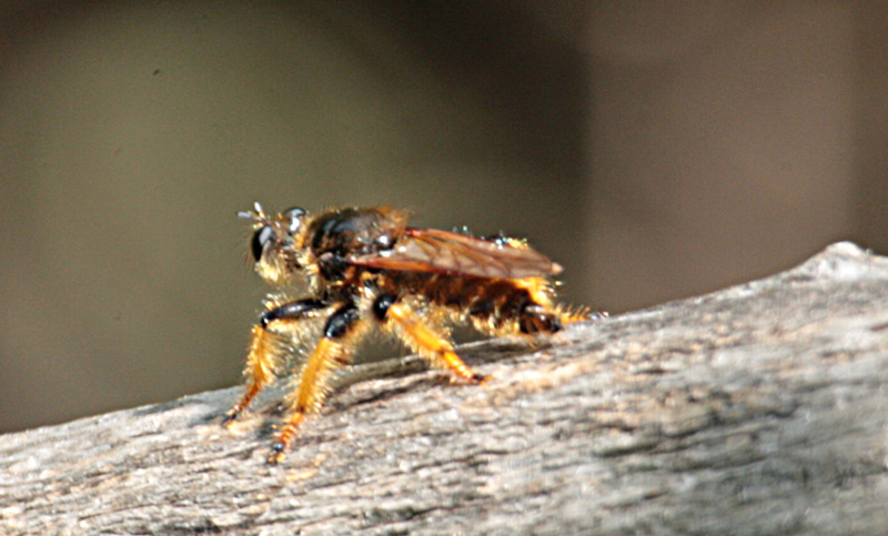 Mosca, Pogonosoma maroccanum.