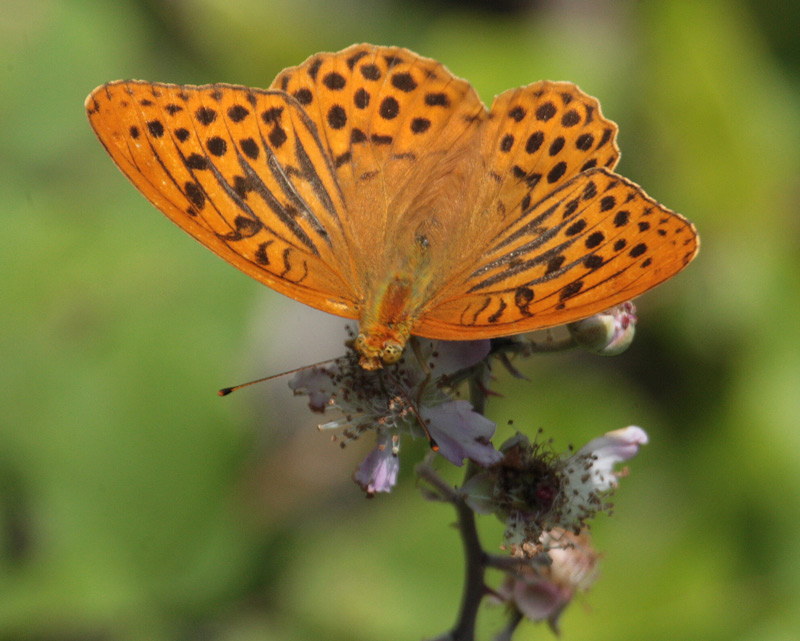 Mascle d'Argynnis paphia.