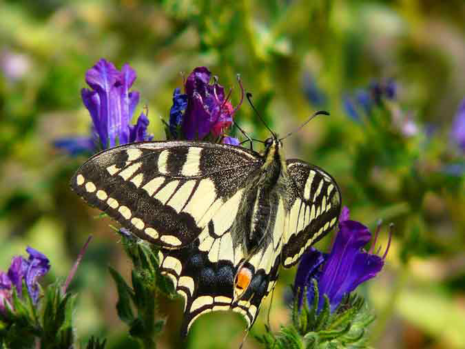 Papilio Machaon