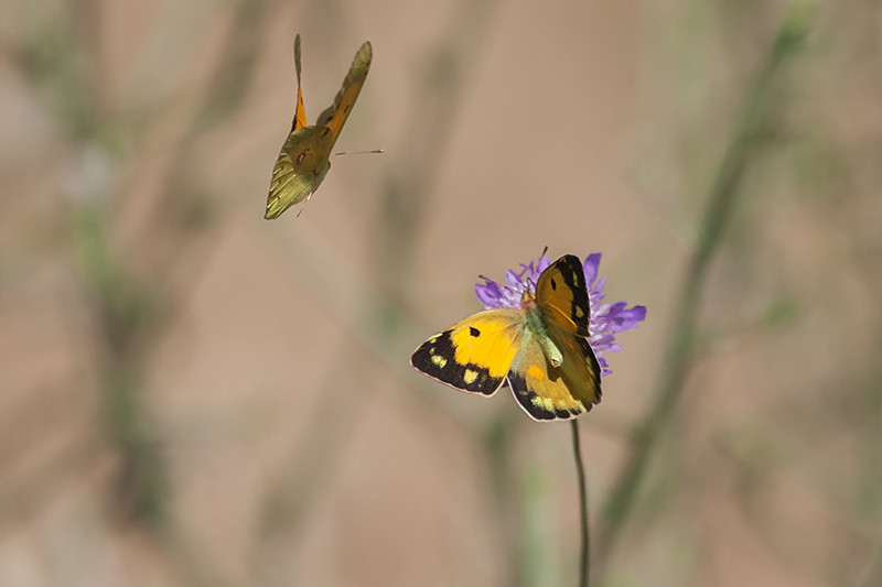 Safranera de l’alfals (Colias croceus)