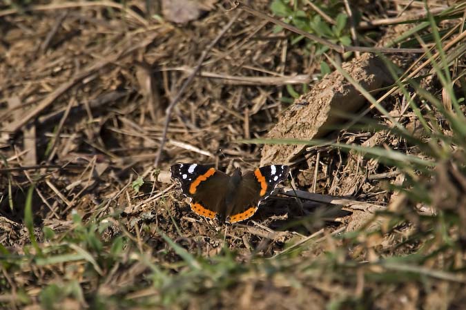 Vanessa atalanta.