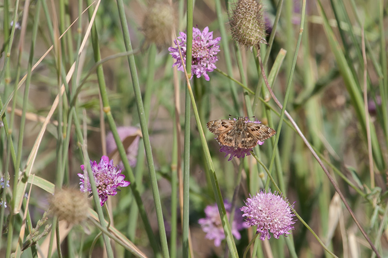 Capgròs comú (Carchadorus alceae)