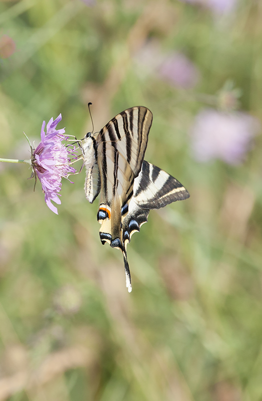 Zebrada (Iphiclides feisthamelii)