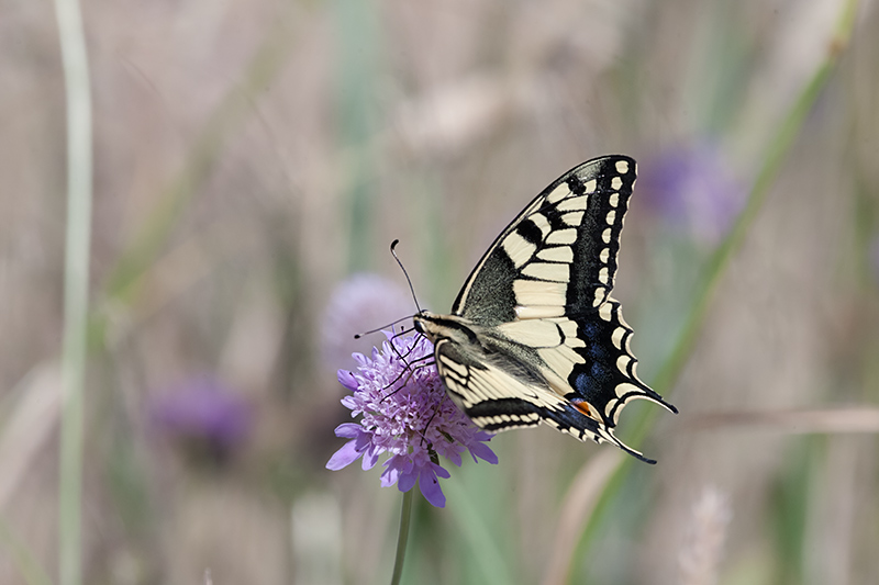 Reina de la ruda. Papilio machaon