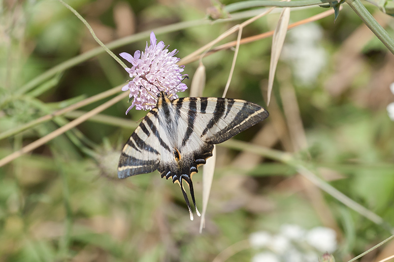 Zebrada (Iphiclides feisthamelii)