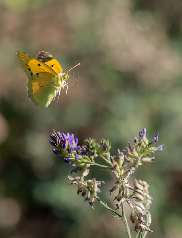 Safranera de l’alfals (Colias croceus)