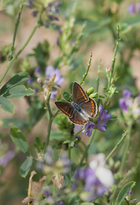 Blaveta lluent. Polyommatus bellargus