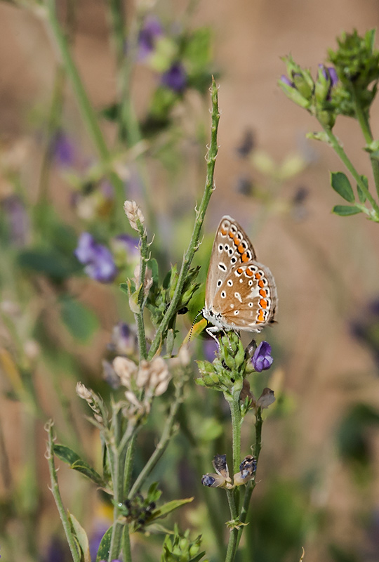 Blaveta lluent. Polyommatus bellargus