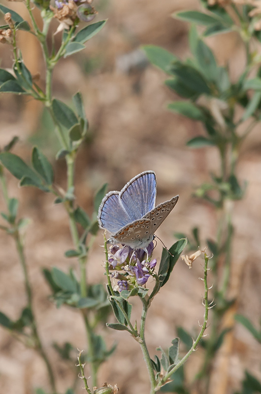 Blaveta lluent. Polyommatus bellargus