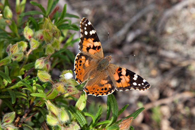 Papallona dels cards (Vanessa cardui )