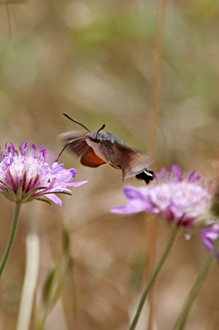 Macroglossum stellatarum  1de3