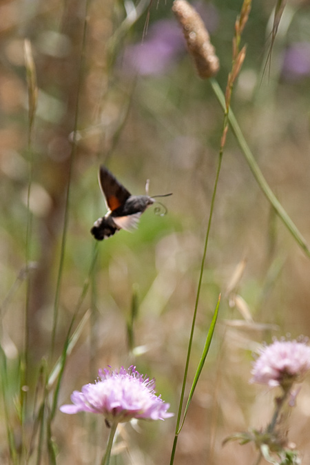 Macroglossum stellatarum  2de3