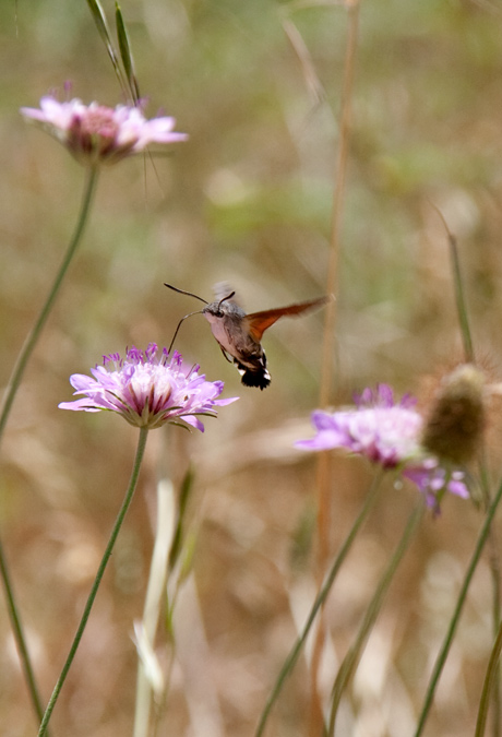 Macroglossum stellatarum  3de3