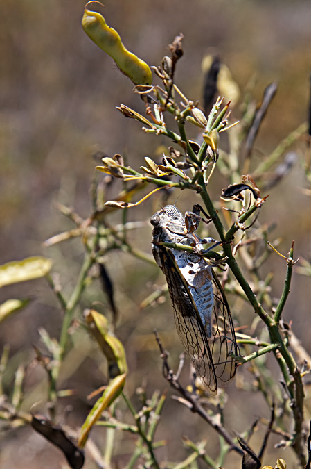 Cigala ( Lyristes plebejus ) 1de2