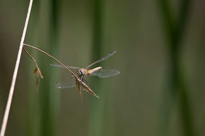 Orthetrum cancellatum 2de2