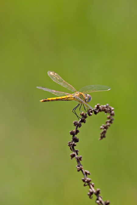 Orthetrum cancellatum 1de2