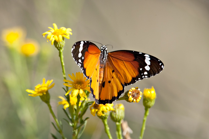 Danaus chrysippus 2de2