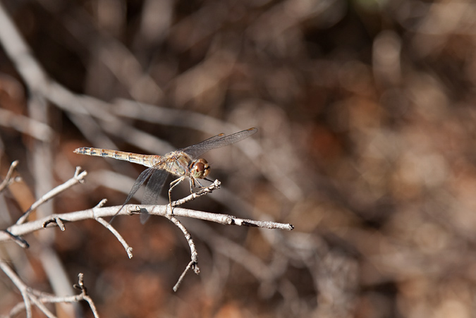 Orthetrum brunneum