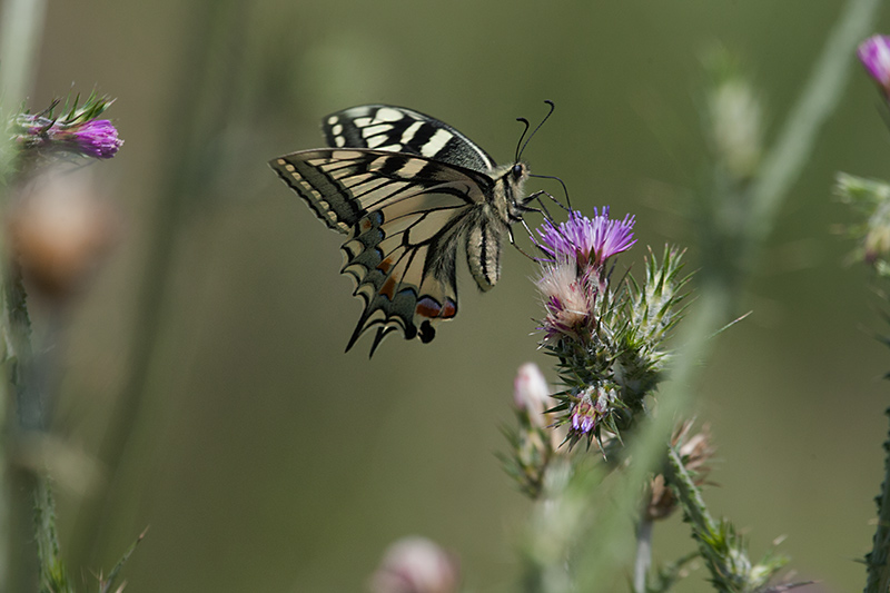 Papallona.Papilio machaon