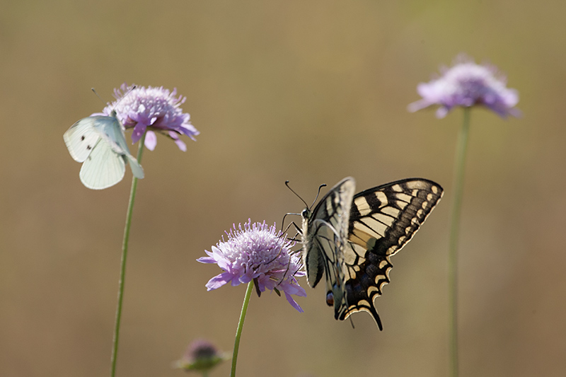 Papilio machaon