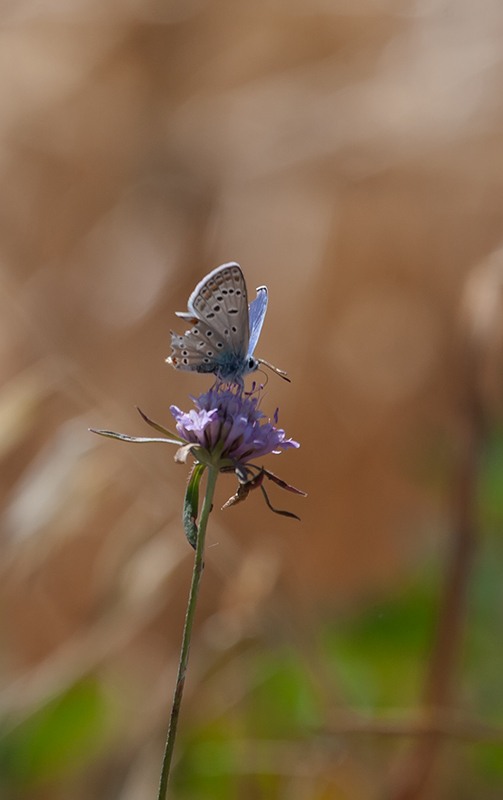 Blaveta lluent. Polyommatus bellargus