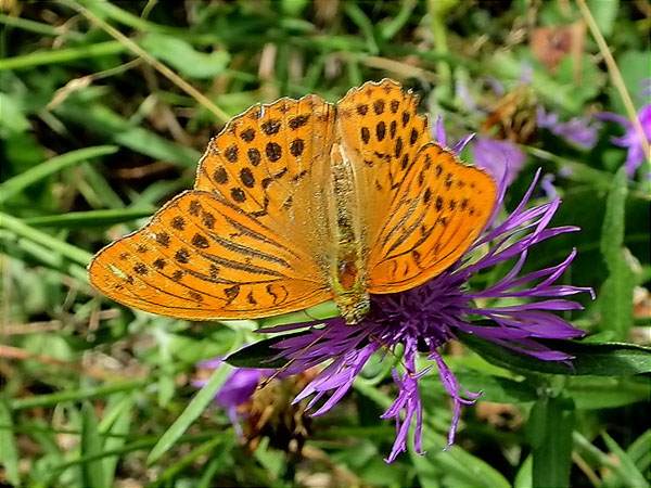 mascle d' Argynnis paphia