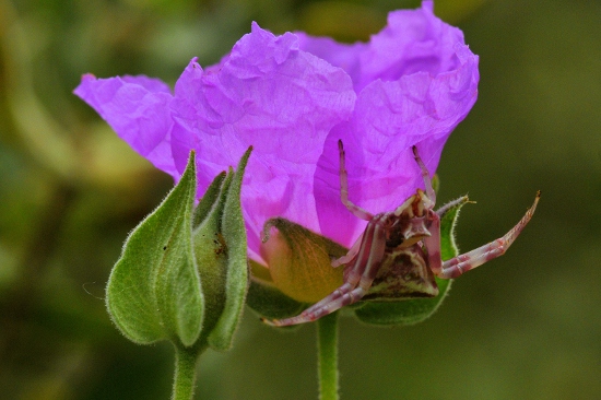 Aranya cranc rosa (Thomisus onustus)