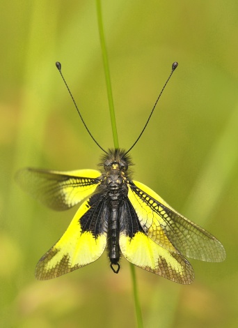 Ascalaphus libelluloides