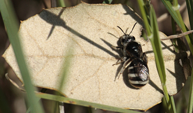 Abella de la mel, (Apis mellifica)