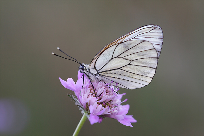 Aporia crataegi