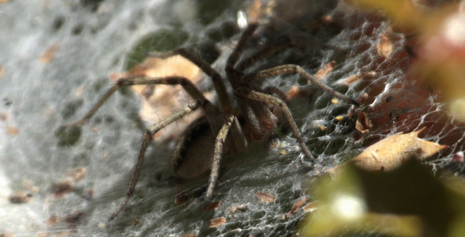 Agelena labyrinthica, L’aranya de la gran teranyina