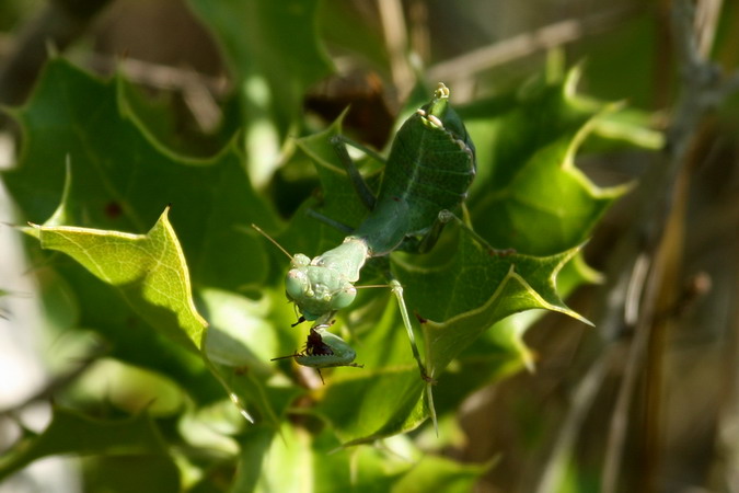 Ameles Spallanziana