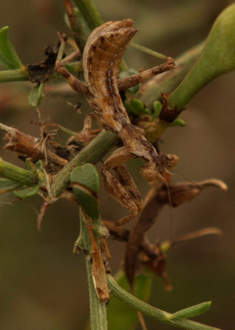 Ameles spallanziana