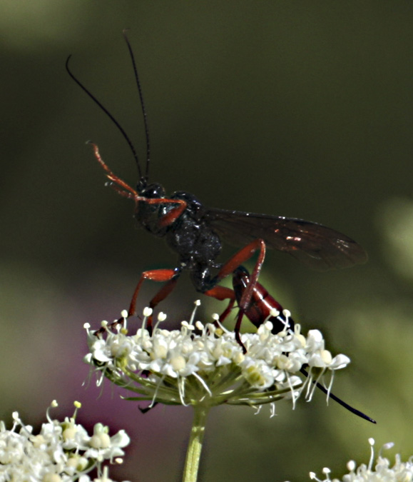 Ammophila sabulosa