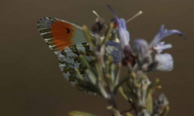 Anthocharis cardamines