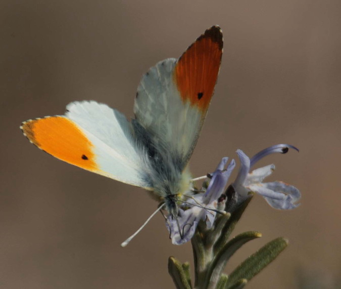 Anthocharis cardamines