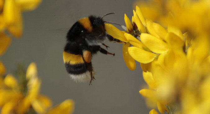 Borinot comú (Bombus terrestris)