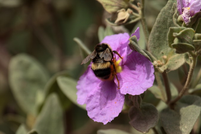 borinot comú (Bombus terrestris)