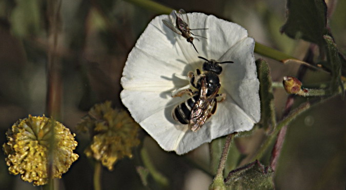 Abella de la mel, (Apis mellifica)