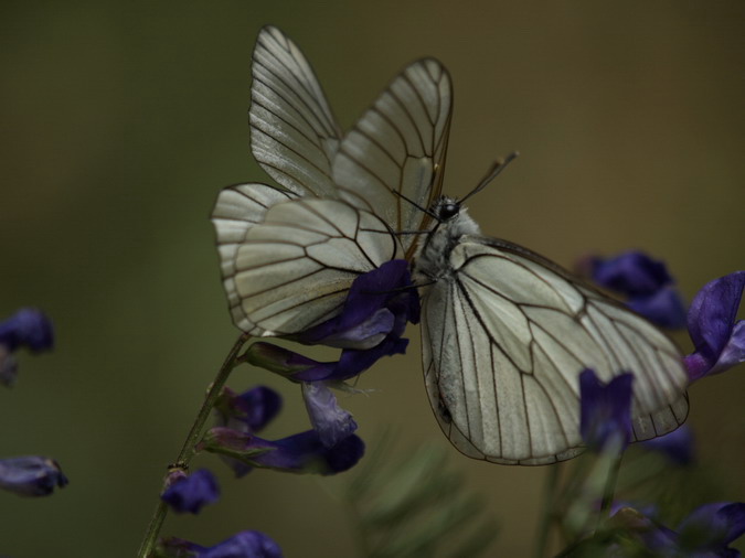 Aporia crataegi